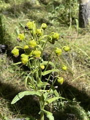 Senecio bigelovii
