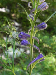 Delphinium fissum