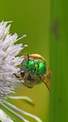 Augochloropsis
