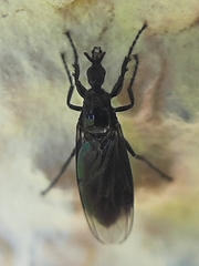 Dilophus