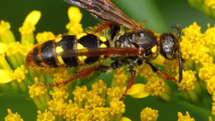 Xanthocampsomeris fulvohirta