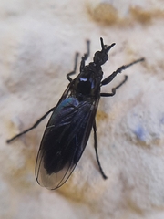 Dilophus