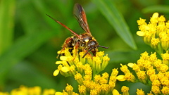 Xanthocampsomeris fulvohirta