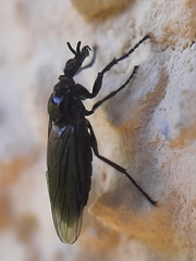 Dilophus