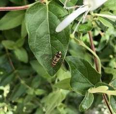 Episyrphus balteatus