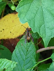 Polistes fuscatus