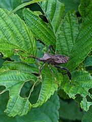 Acanthocephala terminalis