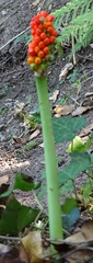 Arum maculatum