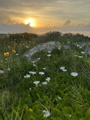 Ipomoea imperati