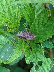 Acanthocephala terminalis