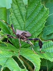 Acanthocephala terminalis