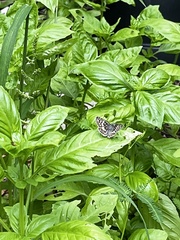 Burnsius communis
