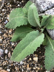 Verbascum