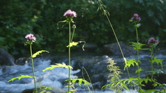 Cirsium alsophilum