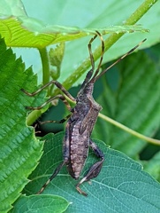 Acanthocephala terminalis