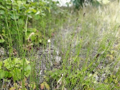 Equisetum ramosissimum