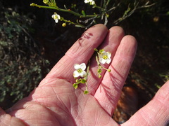 Montinia caryophyllacea