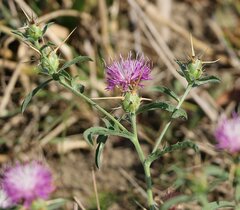Centaurea iberica