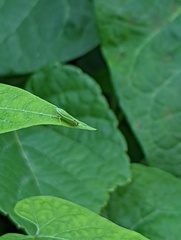 Graphocephala versuta