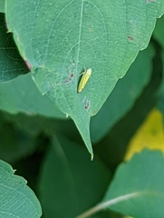 Graphocephala versuta