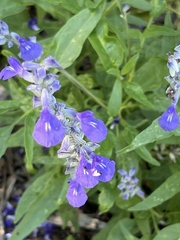 Salvia farinacea