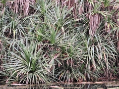 Pandanus odorifer