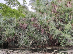 Pandanus odorifer