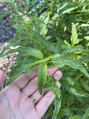 Salvia farinacea