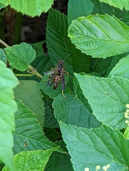 Polistes fuscatus