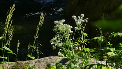 Achillea macrophylla