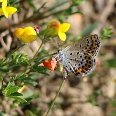 Plebejus