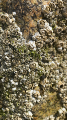 Semibalanus balanoides