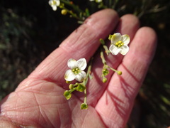Montinia caryophyllacea