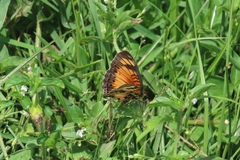 Junonia sophia