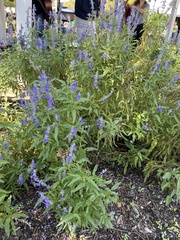 Salvia farinacea
