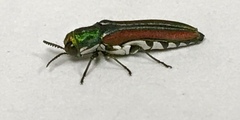 Agrilus pulchellus