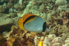 Chaetodon lineolatus