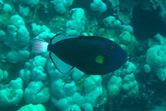 Melichthys vidua