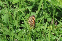 Junonia sophia