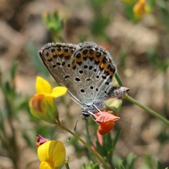 Plebejus