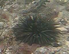 Euechinoidea
