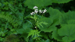 Achillea macrophylla