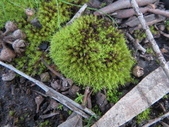 Syntrichia