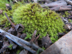 Syntrichia