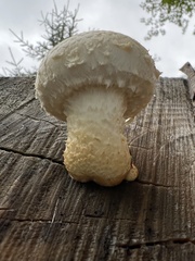 Hemipholiota