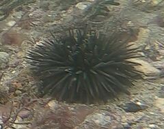 Euechinoidea