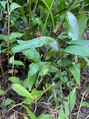 Erebidae