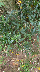 Persicaria longiseta