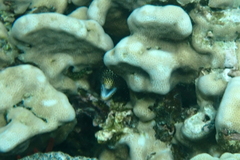 Gymnothorax meleagris