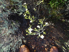 Montinia caryophyllacea